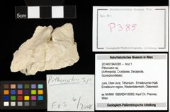 Foto (Objekt + Etiketten) von Pithonoton sp. 